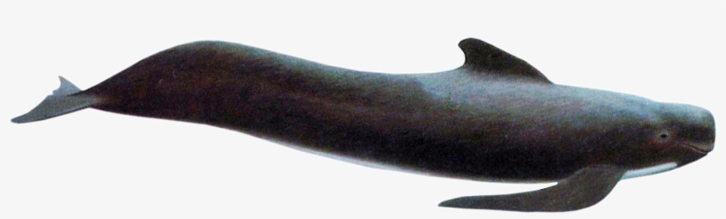 Long Finned Pilot Whale, transparent png download
