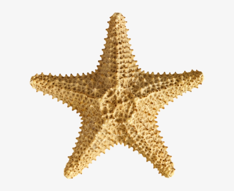 Ask A Member Of Our Team About Our New Year's Eve Packages - Carolina Hardware And Decor Starfish #2 1.5" Round, transparent png download
