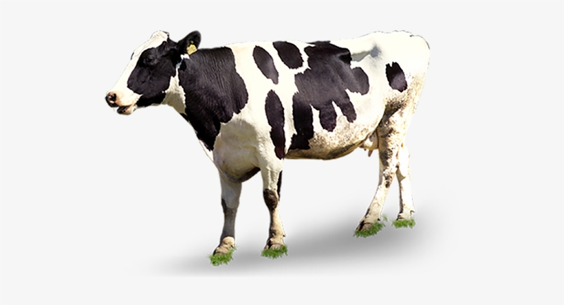 Cattle Png, transparent png download