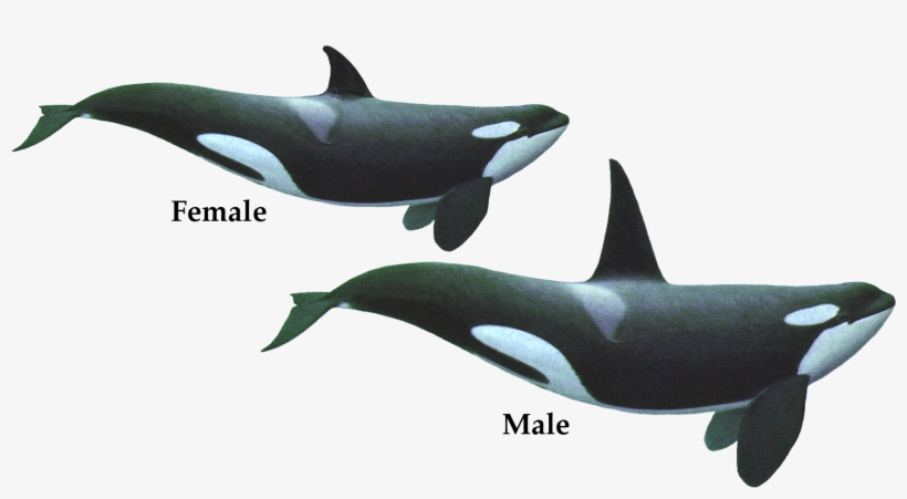 The Killer Whale, Often Called “orca” From Its Latin - Killer Whale, transparent png download