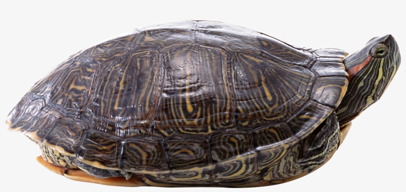 Download - Transparent Background Turtle Png, transparent png download