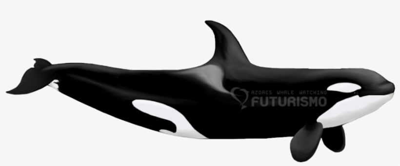 Orcas Are The Largest Members Of The Dolphin Family - Killer Whale Sexual Dimorphism, transparent png download