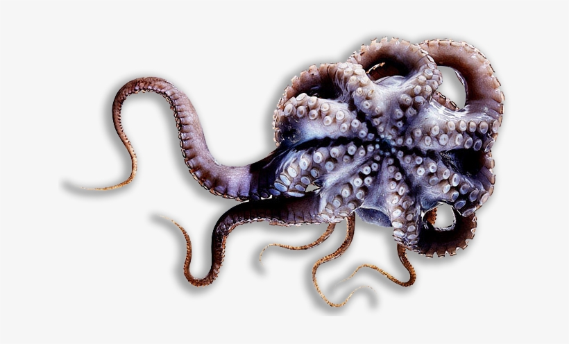 The Dumbo Octopus Has A Beak-like Mouth On The Bottom - Cinnamon And Gunpowder: A Novel [book], transparent png download