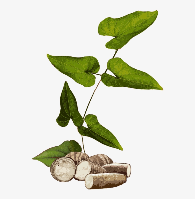 Yams - Dioscorea, transparent png download