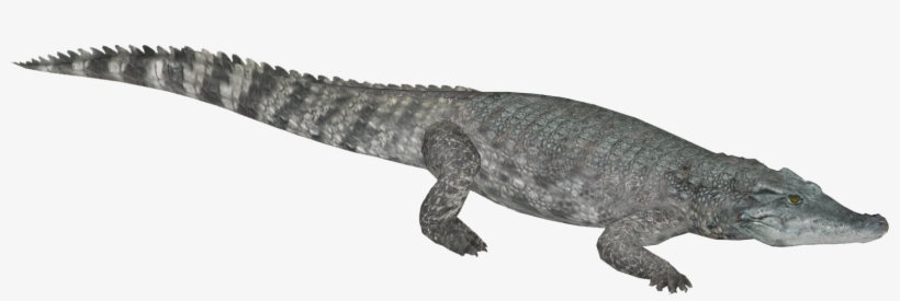Siamese Crocodile - Caiman Png, transparent png download