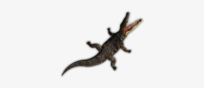44 Croc Swim 2 - Dundjinni Crocodile, transparent png download