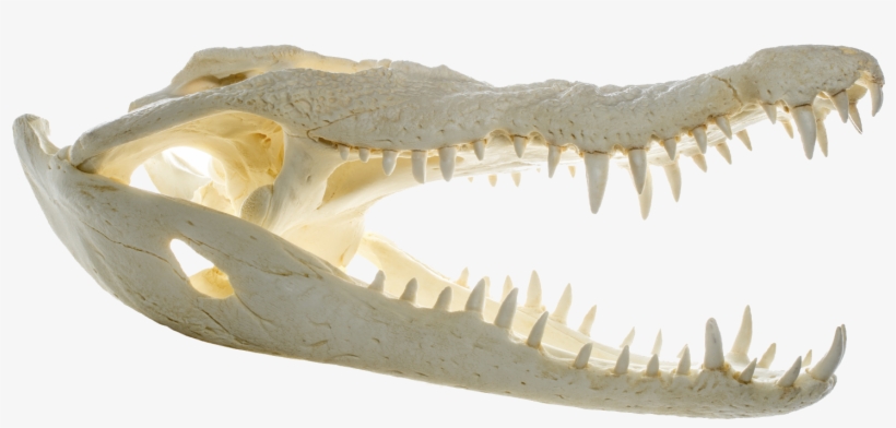 File - Crocodylus Niloticus - Skull - Muse - Nile Crocodile, transparent png download