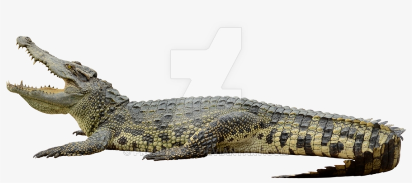 Crocodile On A By - Clipping Path, transparent png download