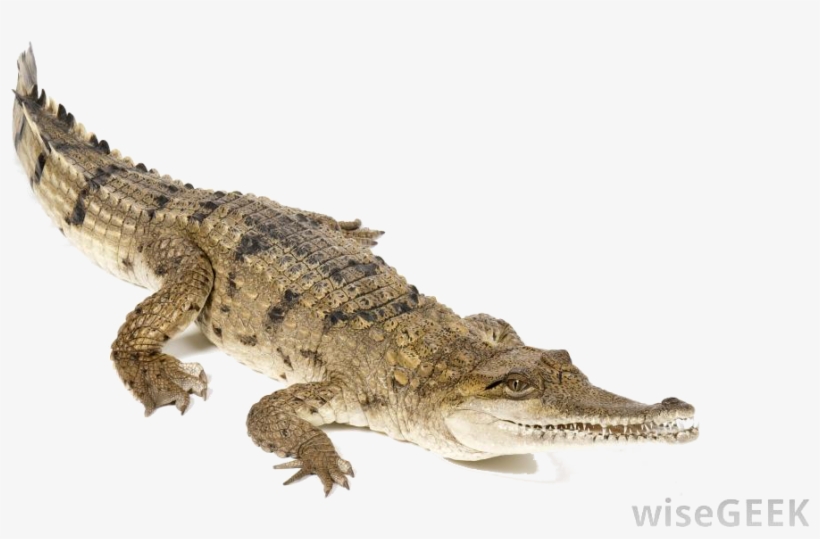 Create A Character Map For Any Character From Lyle, - Crocodile Oil, transparent png download