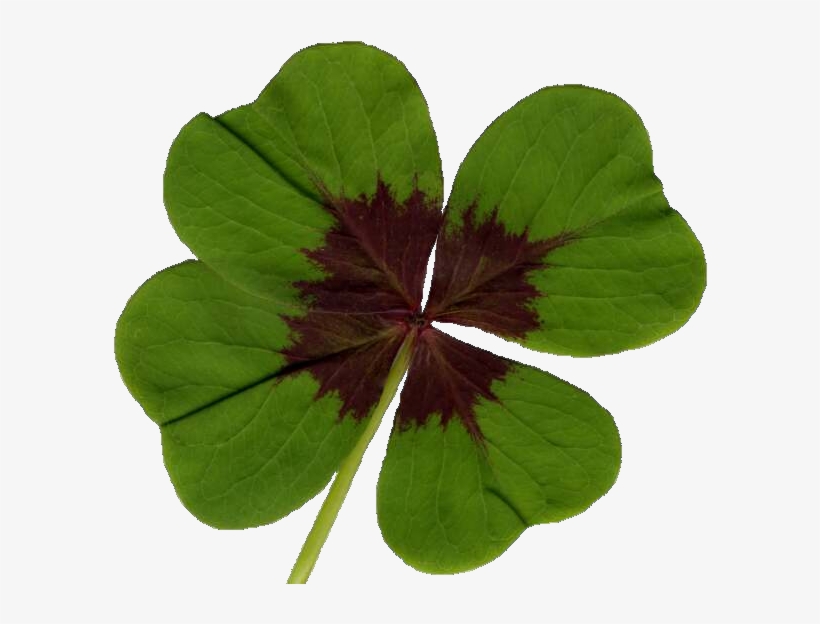 Clover - Darkoviny Vypěstuj Si Čtyřlístek, transparent png download