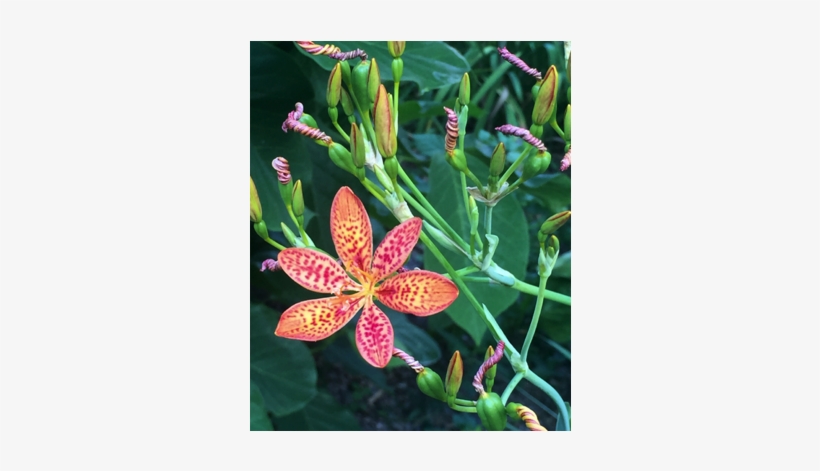 Rug Hooking Workshops Are A Way To Stretch Our Creativity - Blackberry Lily, transparent png download
