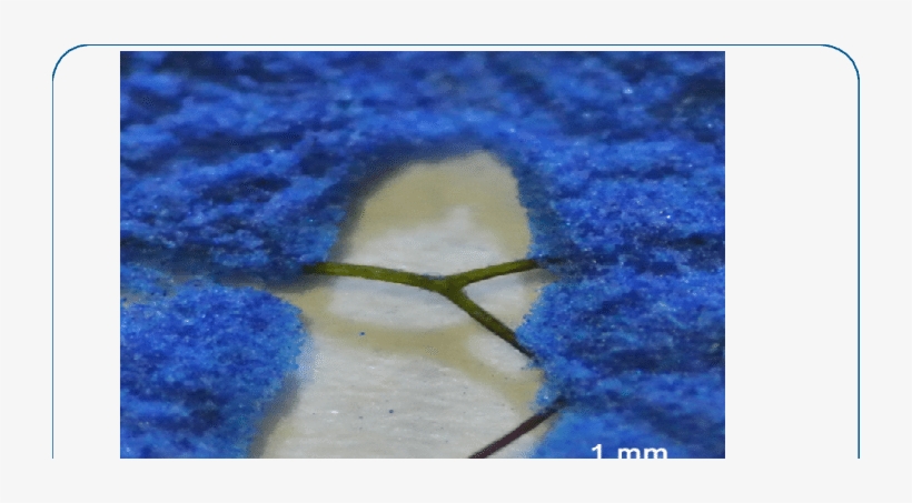 Self-cleaning Efficiency Of The Cicada Wing Membrane - Cicadoidea, transparent png download