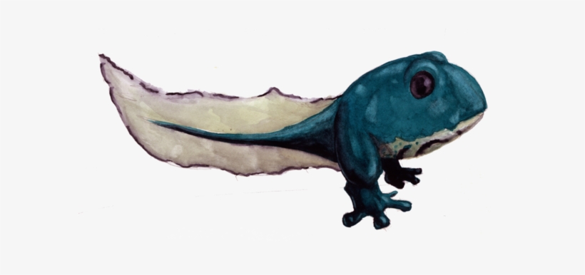 Nyoromo Are The Spirits Of The Tides, The Coastal Waters, - Realistic Poliwag, transparent png download