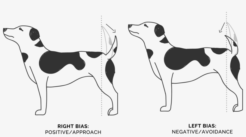 Wagging Tails Position - Treeing Walker Coonhound, transparent png download