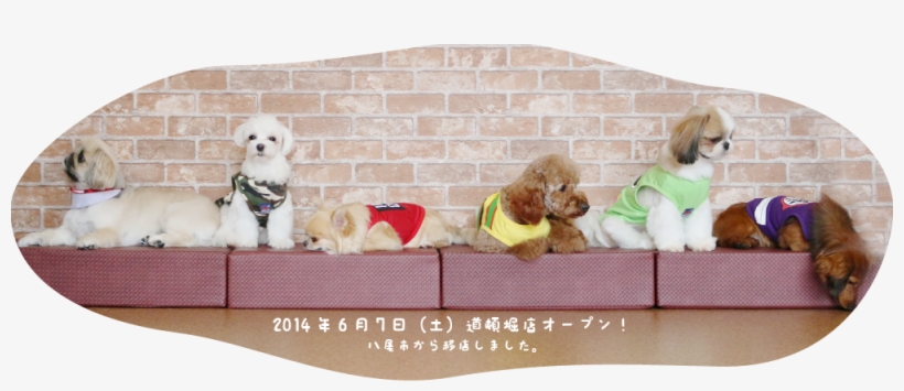 Dog Tail Just Opened In June, And For ¥1000 You Can - Dog Cafe In Osaka, transparent png download