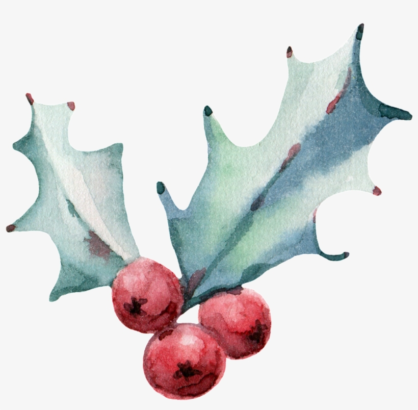Pintado A Mano De Ilustraciones De Fruta Png Estético - Aquarell-stechpalmen-beeren-kiefern-kegel-adresse Runder, transparent png download