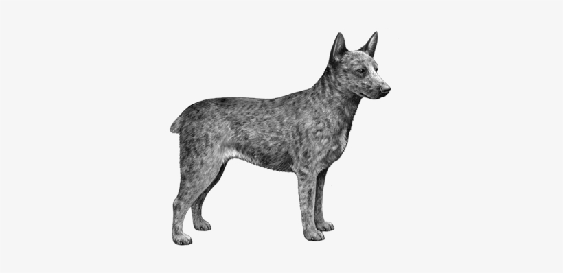 Australian Stumpy Tail Cattle Dog - Dog, transparent png download