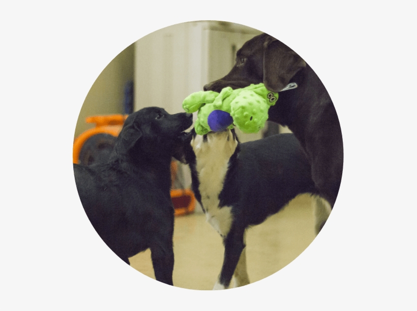 Two Dogs Sharing A Toy - Dog, transparent png download