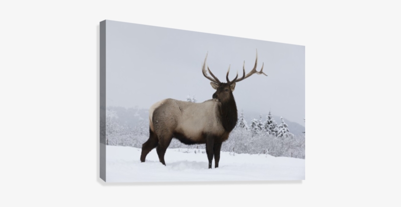 An Elk Standing In A Field Of Snow With Frozen Trees - Designpics - Brown To Beige Reindeer Canvas, transparent png download