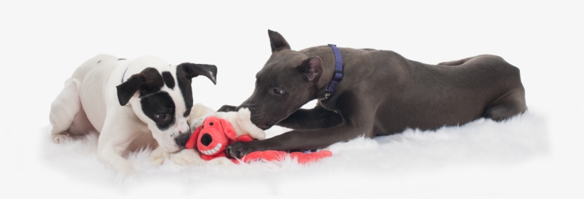 Puppy Training Westchester - Dog, transparent png download