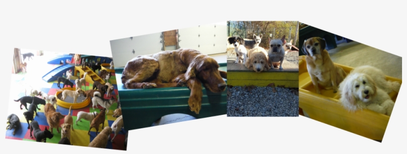 Picture - Cocker Spaniel, transparent png download