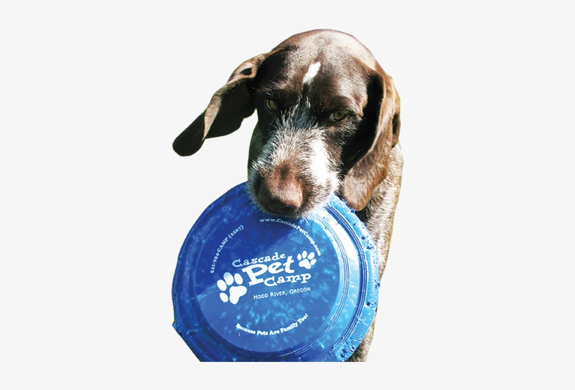 Cascade Pet Camp Is A World-class Lodging Facility - Cascade Pet Camp, transparent png download