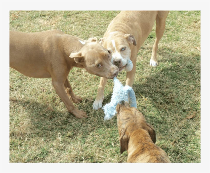Dogs Playing - Companion Dog, transparent png download
