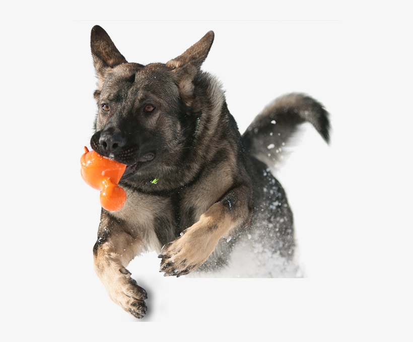 Nyc Doggies, transparent png download