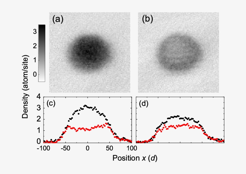 Averaged Absorption Images And Density Cross Sections - Circle, transparent png download