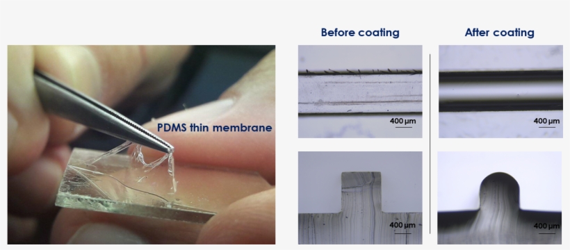 Verify The Coating By Peeling Off The Pdms Membrane - Plywood, transparent png download