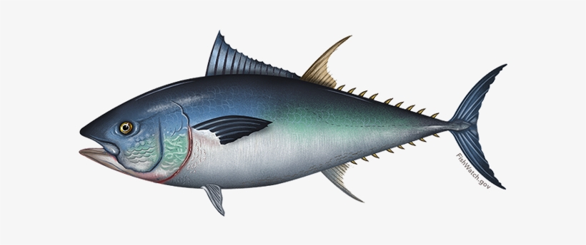 Pacific Bluefin Tuna - Tuna Hunter Fishing Charters, transparent png download