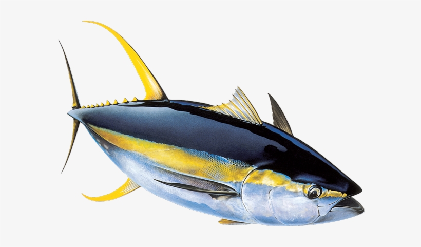 Tuna From The Maldives - Albacore Fish, transparent png download