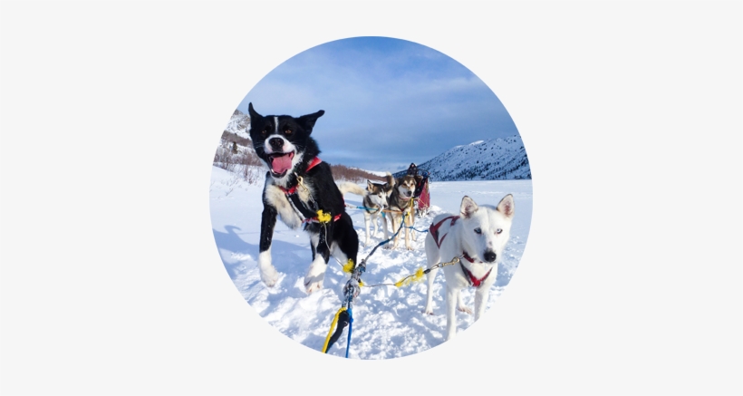 Full Day Dog Sled Tours - Yukon Dog Sledding, transparent png download