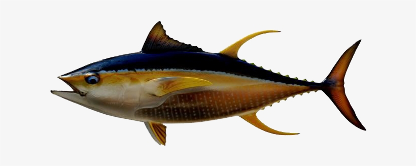 Ahi Tuna Png Transparent Image - Transparent Tuna Fish Transparent PNG