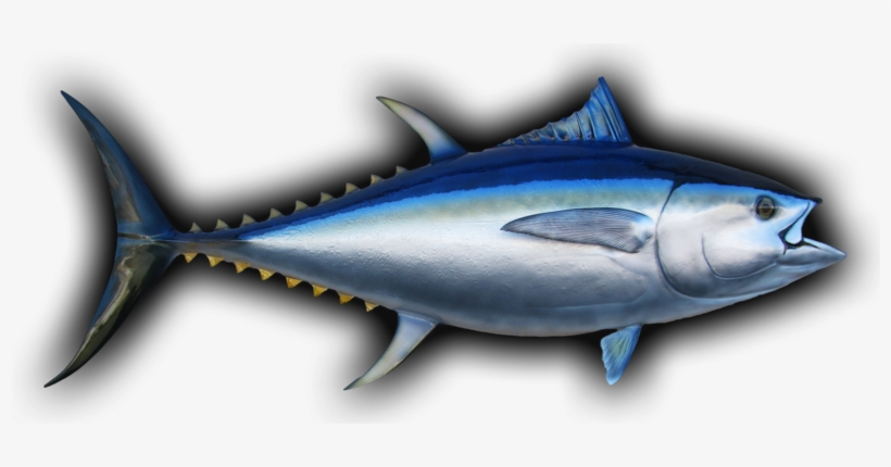 Bigeye Tuna Fish Mount - Bigeye Tuna, transparent png download