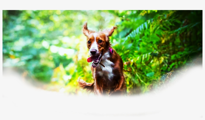 An Dog Monitor Like No Other - Dog, transparent png download
