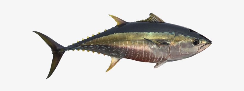 Yellowfin Tuna - Thunnus Orientalis Png, transparent png download