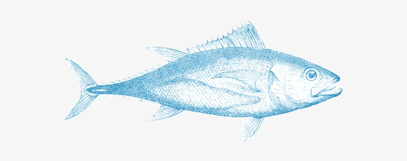 Billfish, transparent png download
