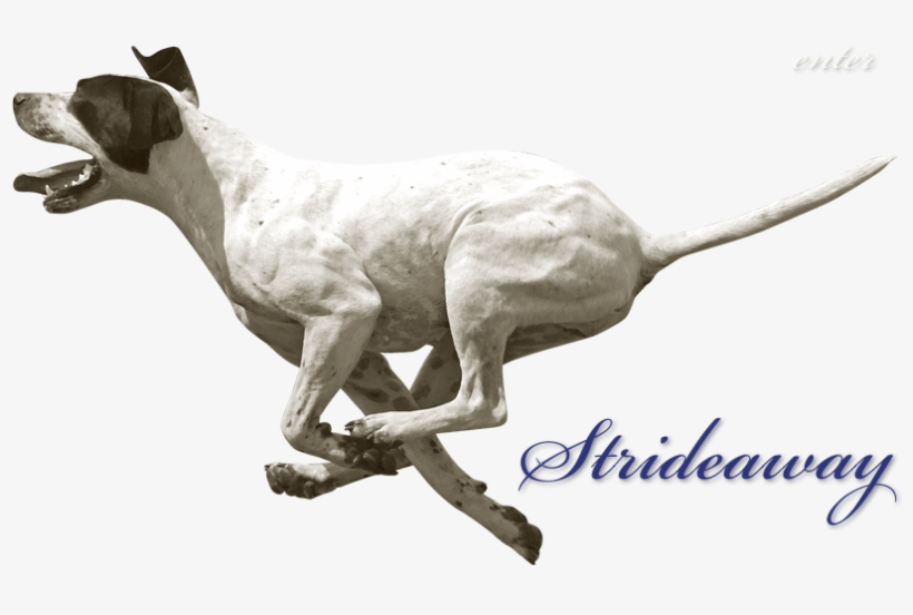 O B J E C T I V E - Dog Running Png Gif, transparent png download