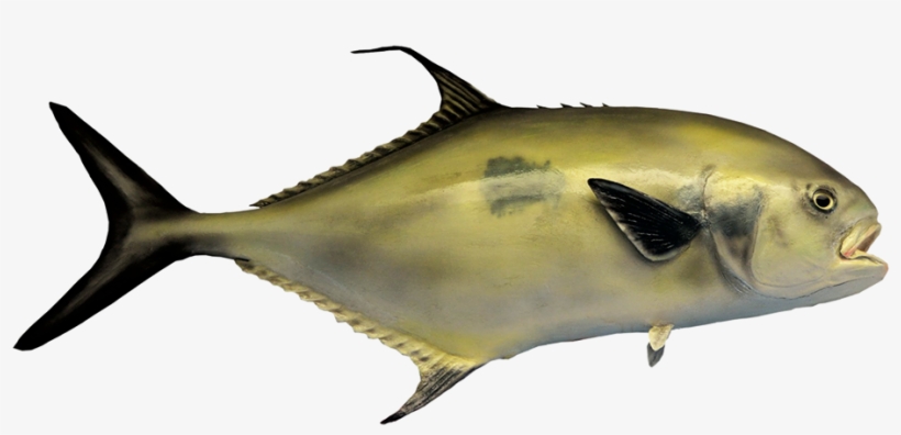 Black Tail Permit Fish - Sportfisch Der Tropischen Atlantischen Postkarte, transparent png download