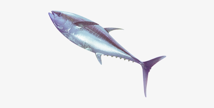 Search For - - Tuna, transparent png download