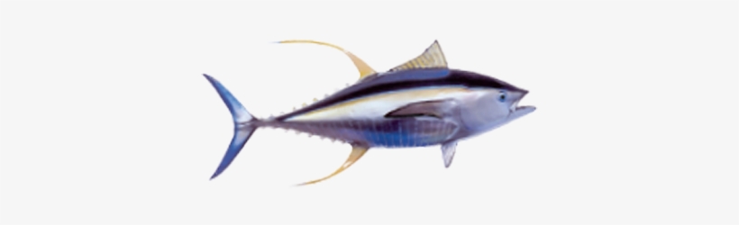 Yellow Fin Tuna - Atlantic Bluefin Tuna, transparent png download