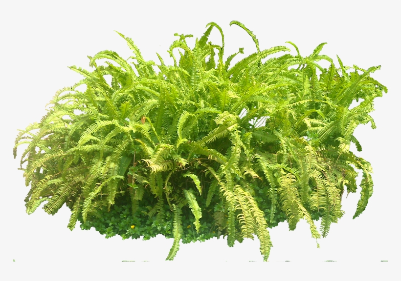 [nephrolepis01l ] Tree Photoshop, Forest Plants, Rendering - Forest Plant Png, transparent png download