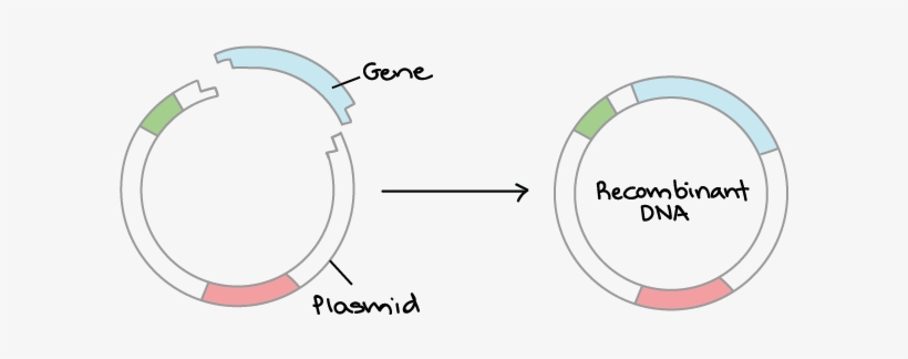 Clonagem De Dna, transparent png download