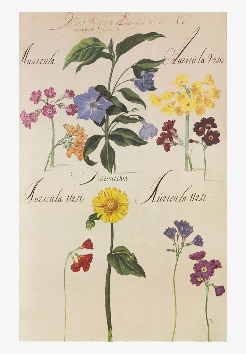 Picture Of Varieties Of Flowers Flower Plates De Geest - Flower, transparent png download