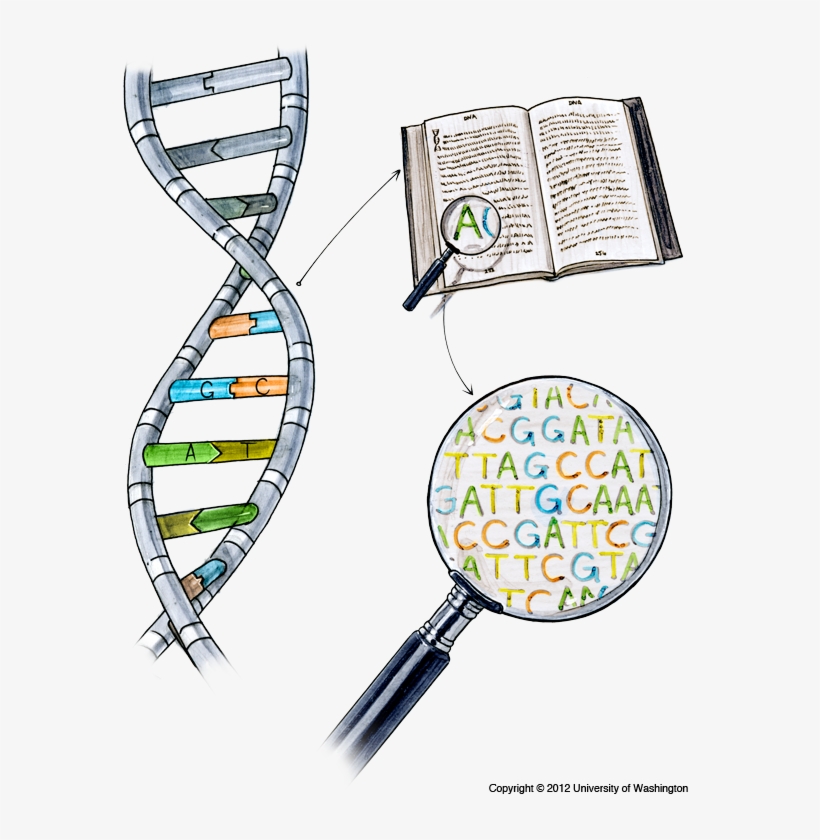 Dna Sequencing - Sequence In Dna, transparent png download