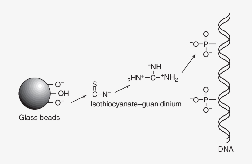 Chemical Interaction Between The Silica Bead And Dna Guanidine Thiocyanate Silica Dna Transparent Png 714x457 Free Download On Nicepng
