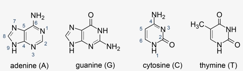 Chemical Structures Of The Heterocyclic Bases Of Dna - Nucleic Acid Base Structure, transparent png download