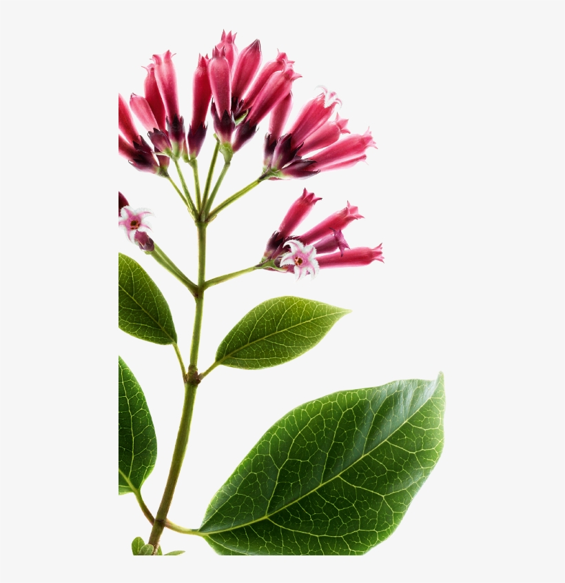 Quinine Botanique Gauche - Quinina Png, transparent png download