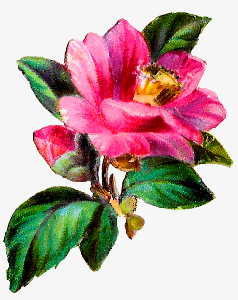 Svg Transparent Library Antique Images Flower Transfer - Camellia, transparent png download